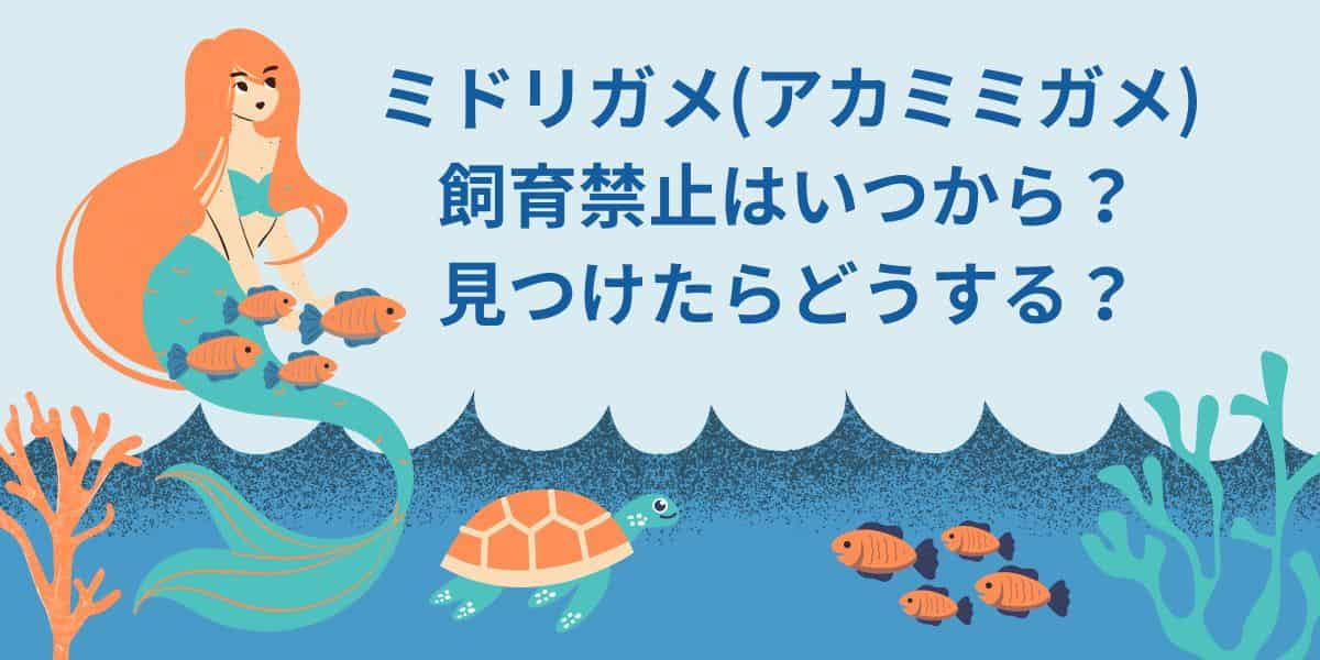 ミドリガメ(アカミミガメ)の飼育禁止はいつから？見つけたらどうする？